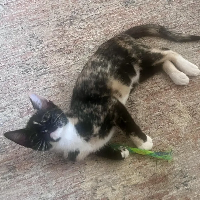 A baby small-sized female Tortoiseshell Domestic Short Hair cat named Sage for adoption in Houston, TX