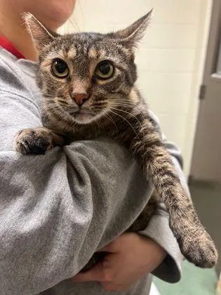 An adult medium-sized female Tabby (Brown / Chocolate) Domestic Short Hair cat named Ayla for adoption in Williamsport, PA