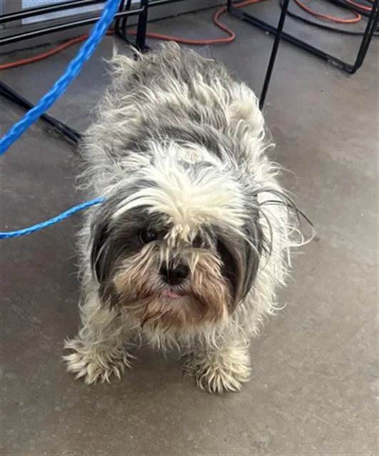 An adult small-sized female Mixed Breed dog named Dawn for adoption in Dallas, TX