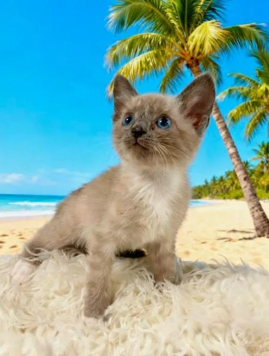 A baby small-sized female Blue Point Domestic Short Hair cat named Ariel for adoption in Tehachapi, CA