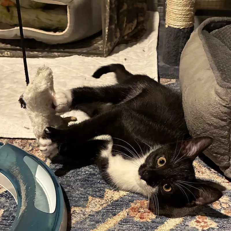A baby small-sized male Black Domestic Short Hair cat named Rocky Road for adoption in East Hanover, NJ