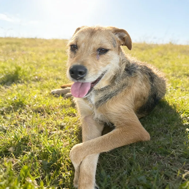 An adult medium-sized female Airedale Terrier dog named Zoey for adoption in Queen Creek, AZ