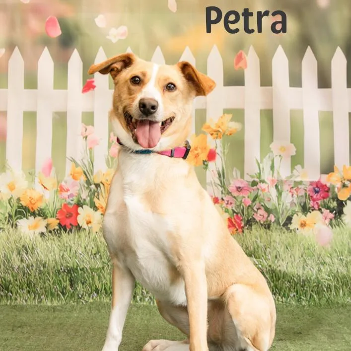 Petra