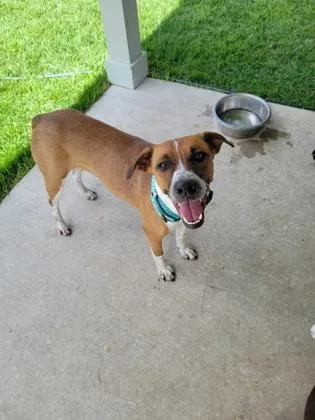 An adult medium-sized female Mixed Breed dog named Ollie for adoption in Fort Worth, TX