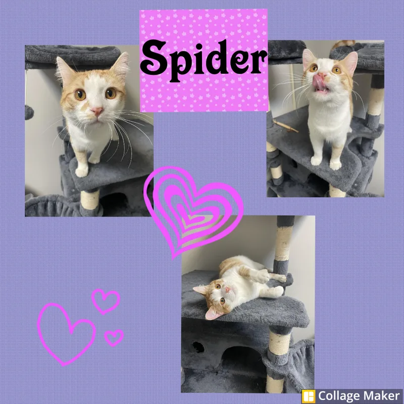 An adult medium-sized male Orange / Red Domestic Short Hair cat named Spider for adoption in Clearfield, PA