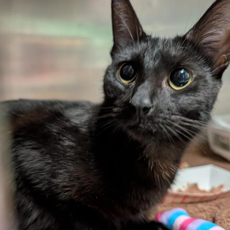 A young medium-sized female Black Domestic Short Hair cat named Svetlana for adoption in Titusville, FL