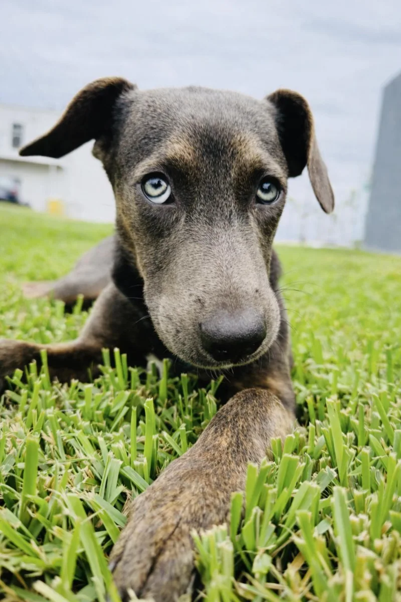 A young medium-sized female Brindle Weimaraner dog named Mulan for adoption in McAllen, TX
