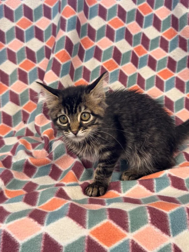 A baby medium-sized female Domestic Medium Hair cat named Kayda @ PetSmart Walker for adoption in Newberg, OR