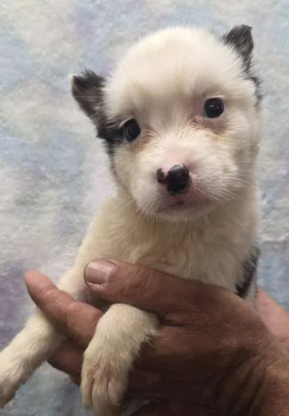 A baby small-sized female Siberian Husky dog named Ruthie for adoption in Malvern, PA