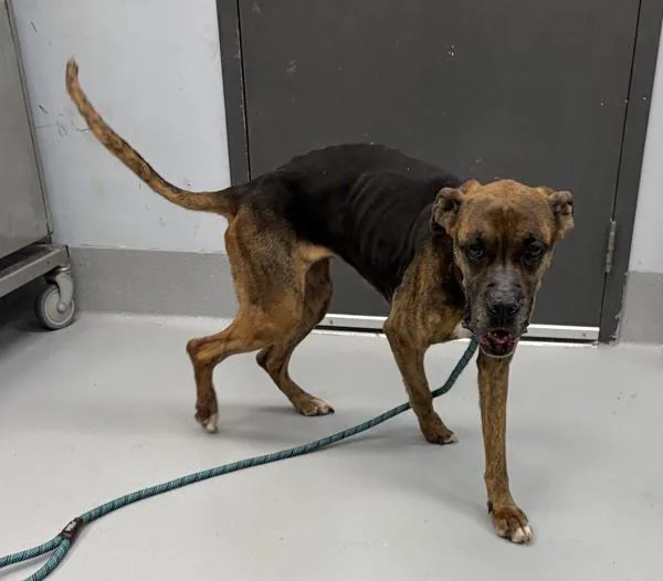 An adult large-sized female Boxer dog named Vc Dolly for adoption in Lawrenceville, GA
