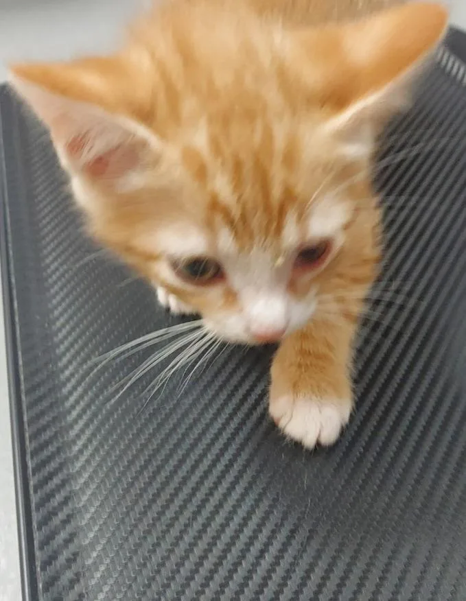 A baby medium-sized female Domestic Medium Hair cat named Clare for adoption in Hartsville, SC