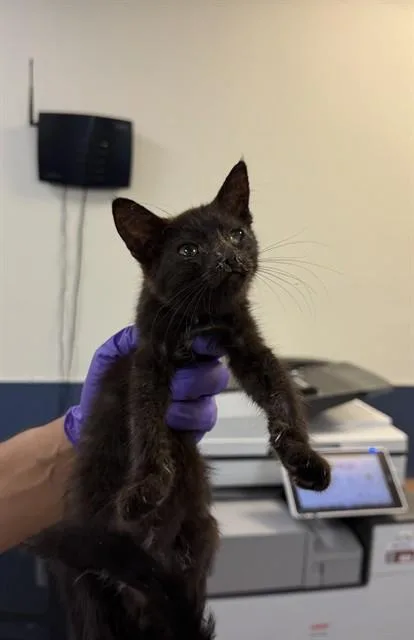 A baby small-sized female Domestic Short Hair cat named Catalina for adoption in Miami, FL