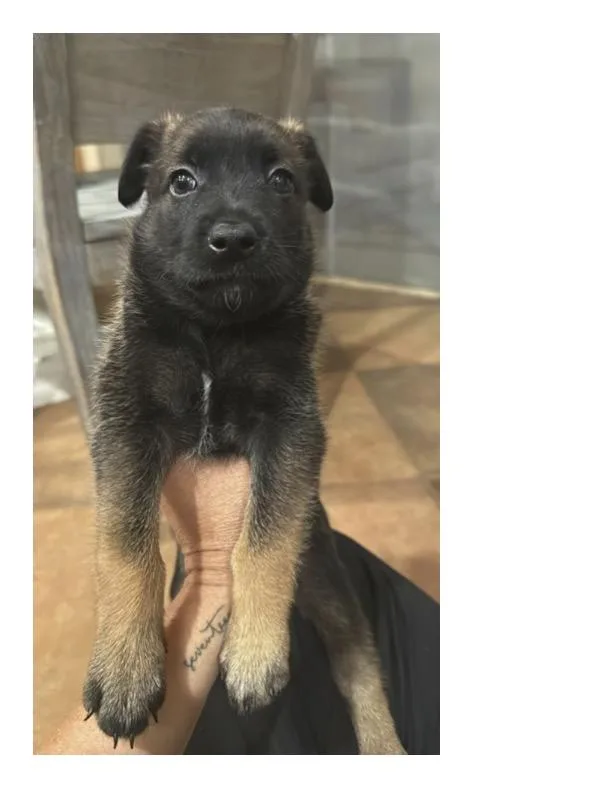 A baby small-sized female Belgian Shepherd / Malinois dog named Asian for adoption in Discovery Bay, CA