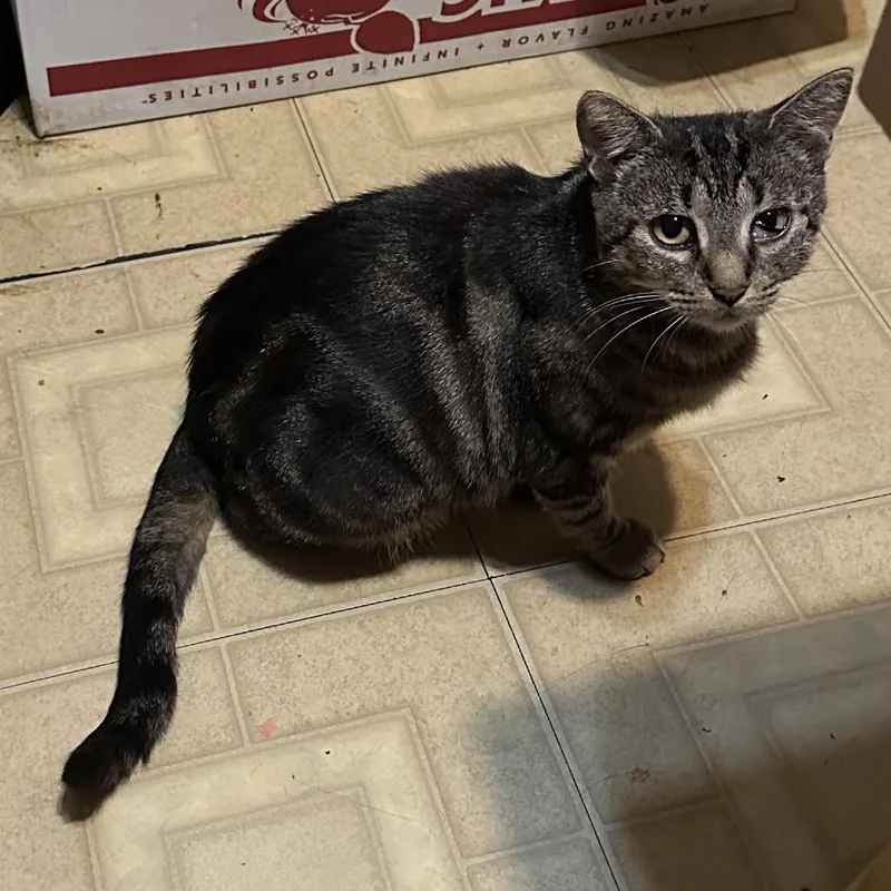 A young small-sized female Brown / Chocolate Domestic Short Hair cat named Found Austin for adoption in Rochester, MN