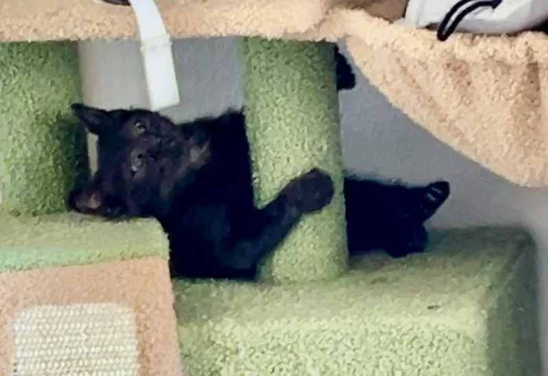 A baby medium-sized male Black Domestic Short Hair cat named Bart for adoption in Pasco, WA