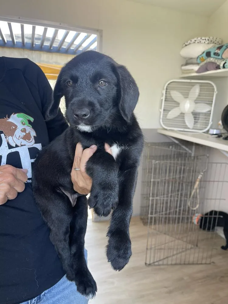 A baby medium-sized male Tricolor (Brown, Black, & White) Labrador Retriever dog named Boo for adoption in San Diego, CA
