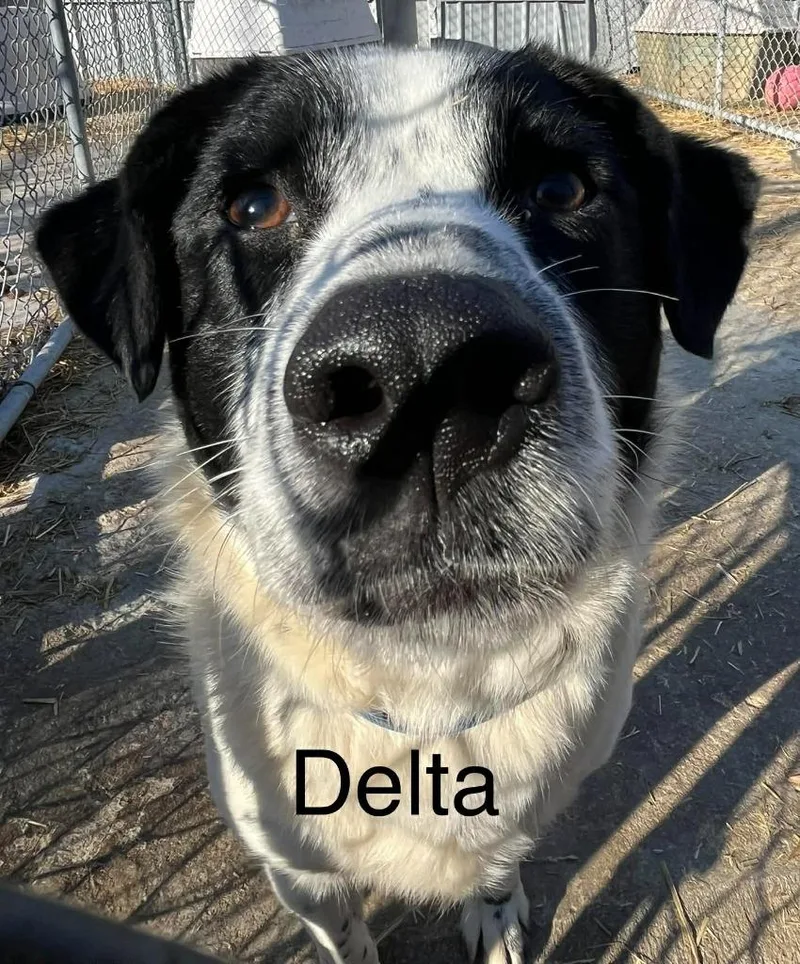 Delta