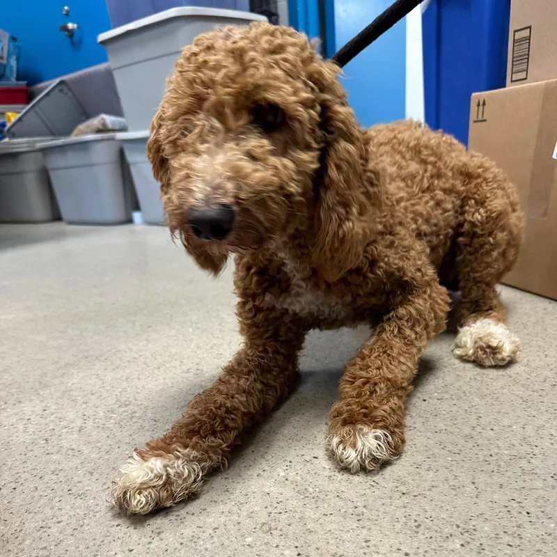 A young medium-sized female Apricot / Beige Goldendoodle dog named Ponyta for adoption in Manassas, VA
