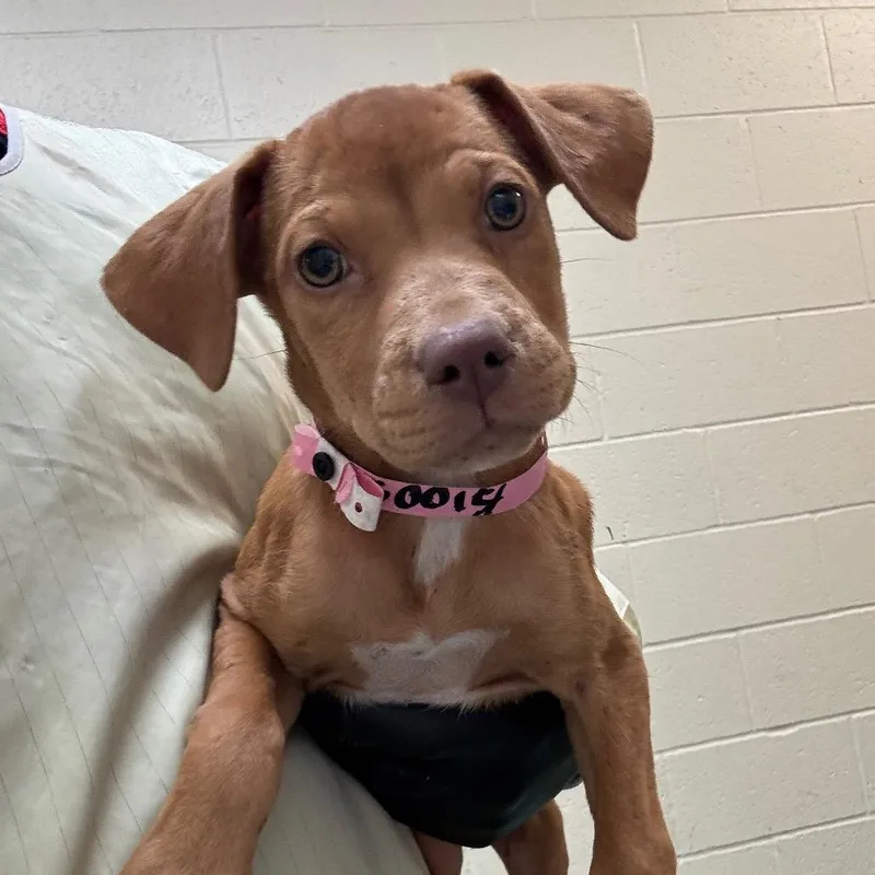 A baby small-sized female Mixed Breed dog named Prada for adoption in Memphis, TN