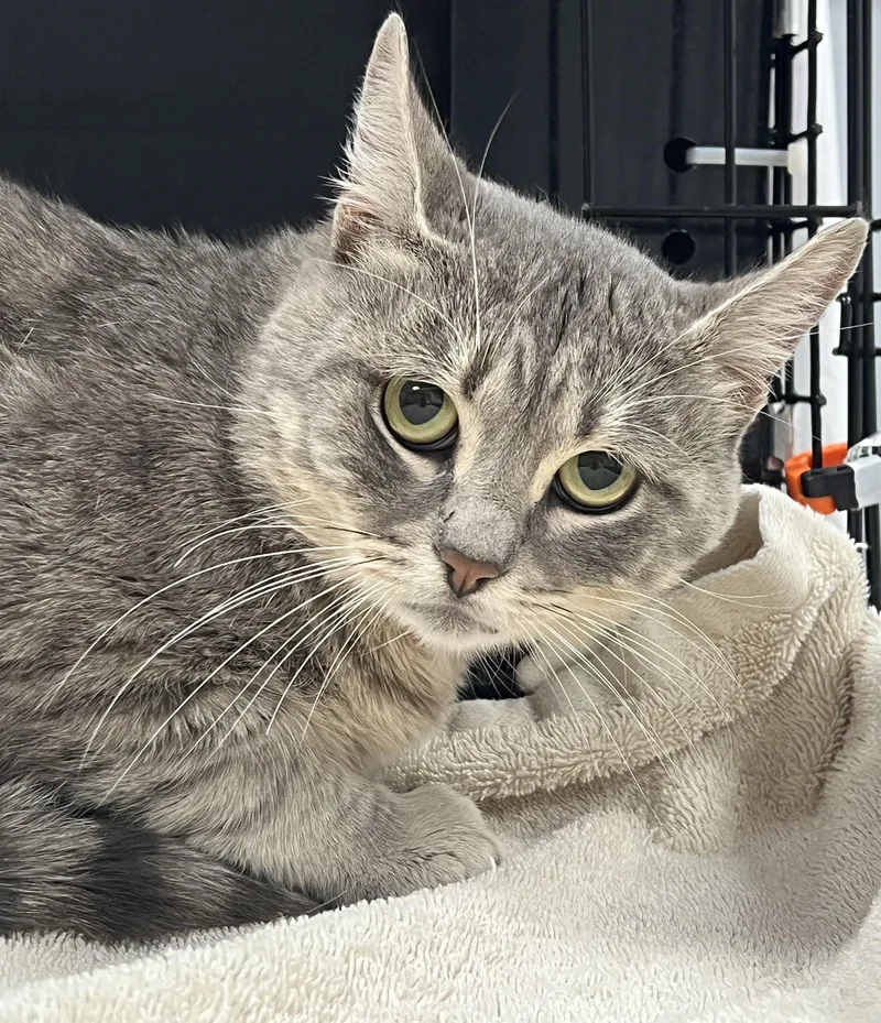 A young medium-sized male Domestic Short Hair cat named Magellan for adoption in Johnston, RI