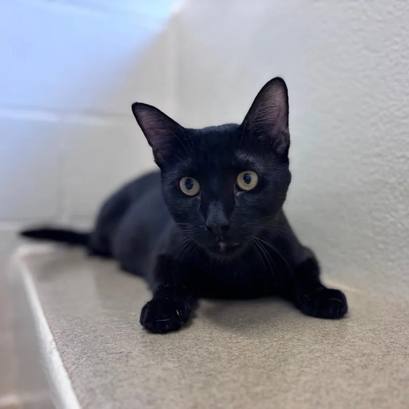 An adult large-sized male Black Domestic Short Hair cat named Todd for adoption in Birdsboro, PA