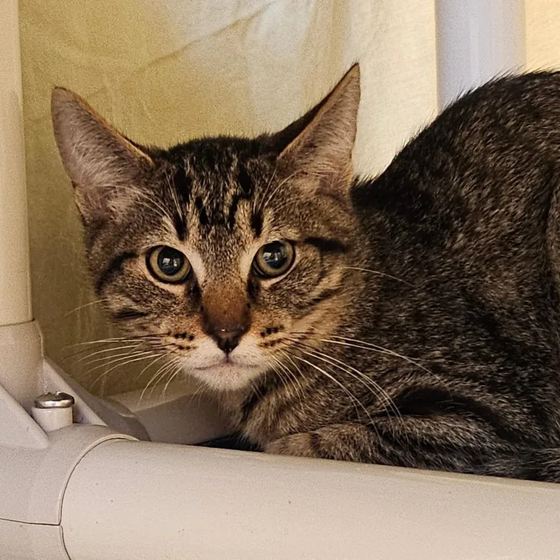 A baby small-sized male Brown / Chocolate Domestic Short Hair cat named Austin for adoption in Sonoma, CA
