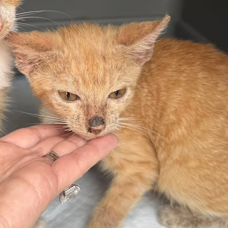 A baby medium-sized female Tabby (Orange / Red) Tabby cat named Nachita  The Sweet for adoption in Carolina, PR