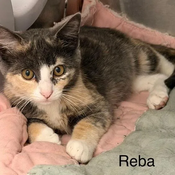 Reba