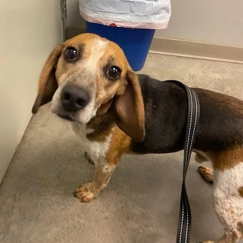 An adult medium-sized male Yellow / Tan / Blond / Fawn Beagle dog named Butch for adoption in Pittsburgh, PA