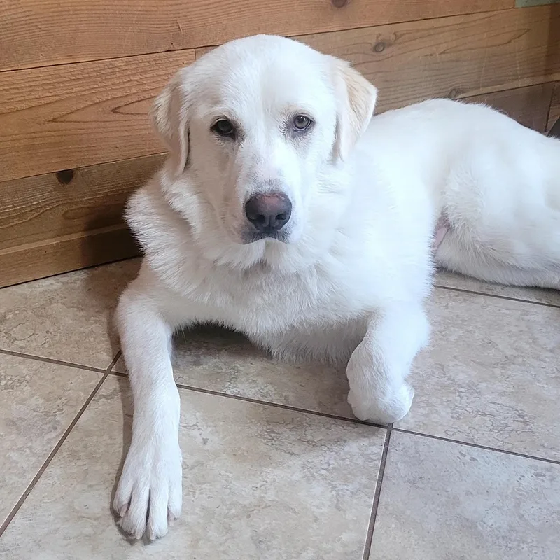 A young large-sized female White / Cream Great Pyrenees dog named Mercy for adoption in Chatham, NJ