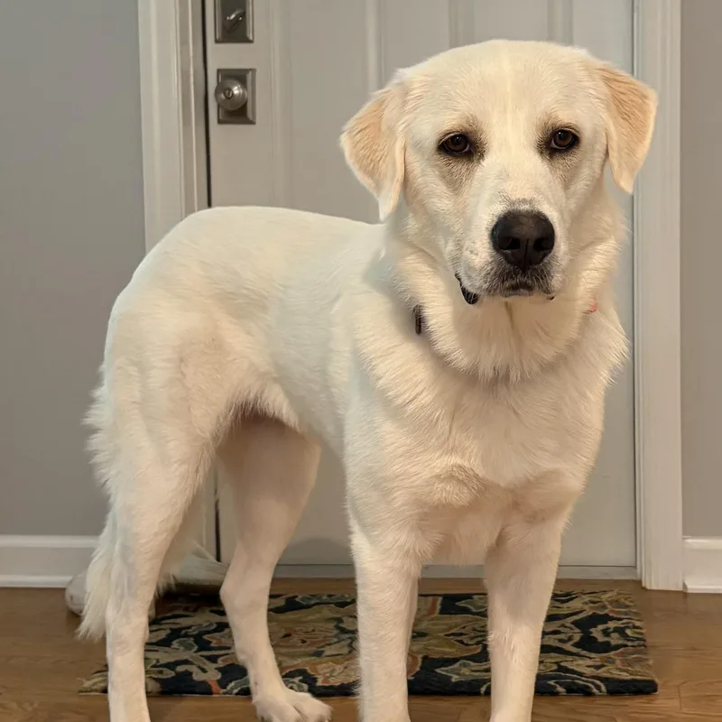 Mercy thumbnail 4