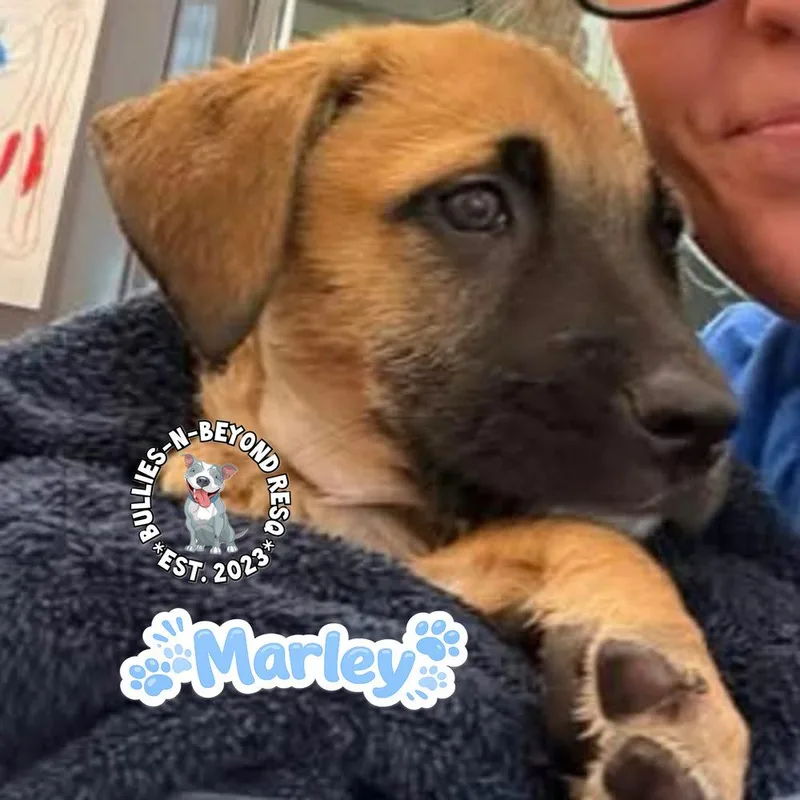 A baby large-sized male Brown / Chocolate Mixed Breed dog named The M Litter: Marley for adoption in Omaha, NE