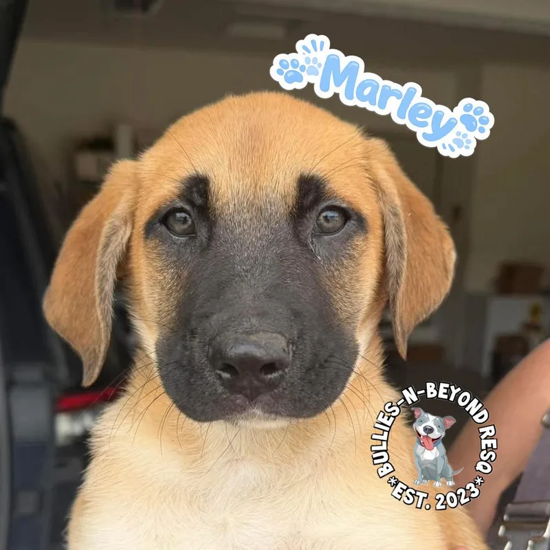 The M Litter: Marley thumbnail 2