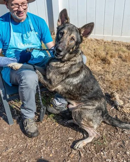 An adult large-sized male Mixed Breed dog named Rocky for adoption in Chamblee, GA