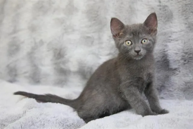 A baby small-sized male Domestic Short Hair cat named Brody for adoption in Charlotte, NC