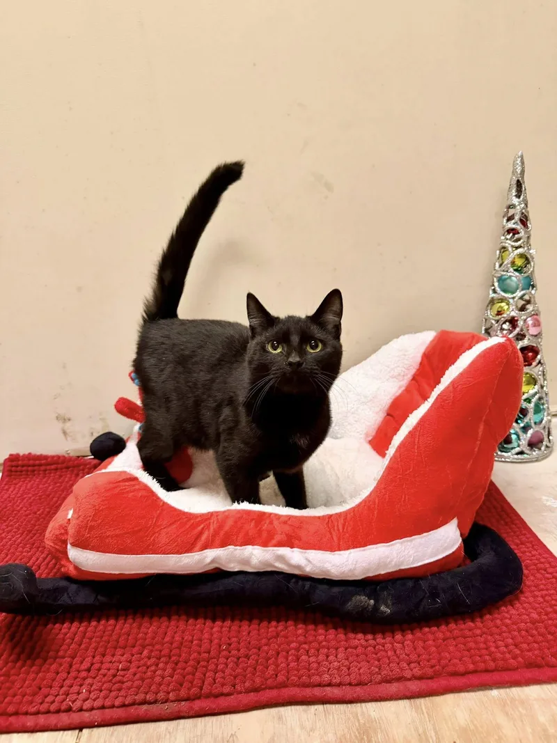 A young medium-sized female Domestic Short Hair cat named Molly for adoption in Terre Haute, IN