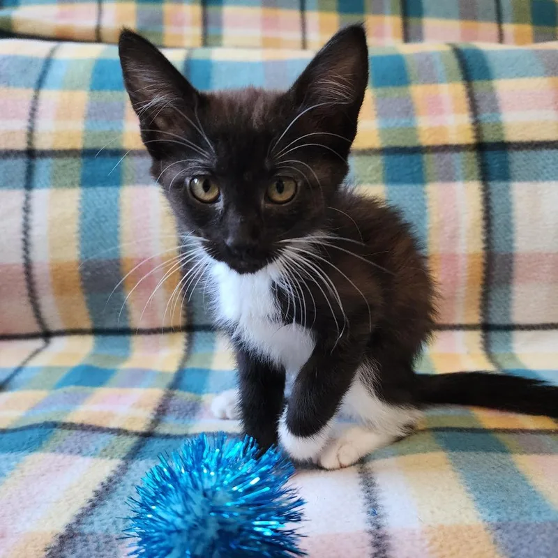 Sylvie