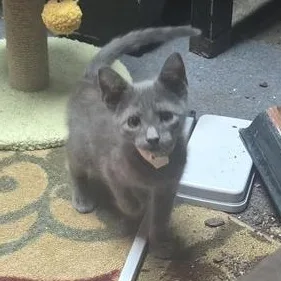 A baby medium-sized male Gray / Blue / Silver Russian Blue cat named Slim for adoption in Liverpool, TX