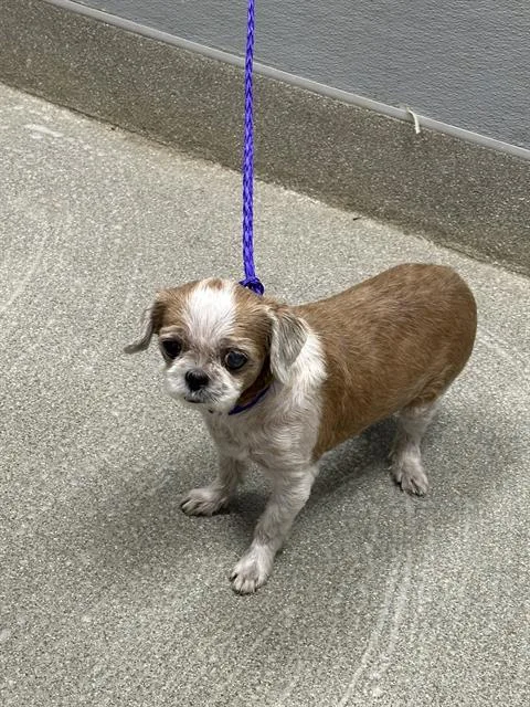 A senior small-sized male Shih Tzu dog named Jojo for adoption in Las Vegas, NV
