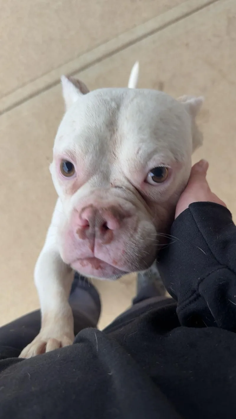 An adult medium-sized male White / Cream Pit Bull Terrier dog named Tank for adoption in South Charleston, OH