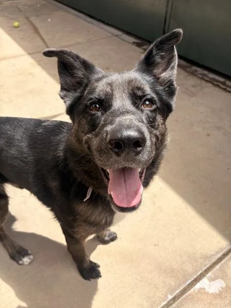 An adult large-sized male Shepherd dog named Squilliam for adoption in San Diego, CA