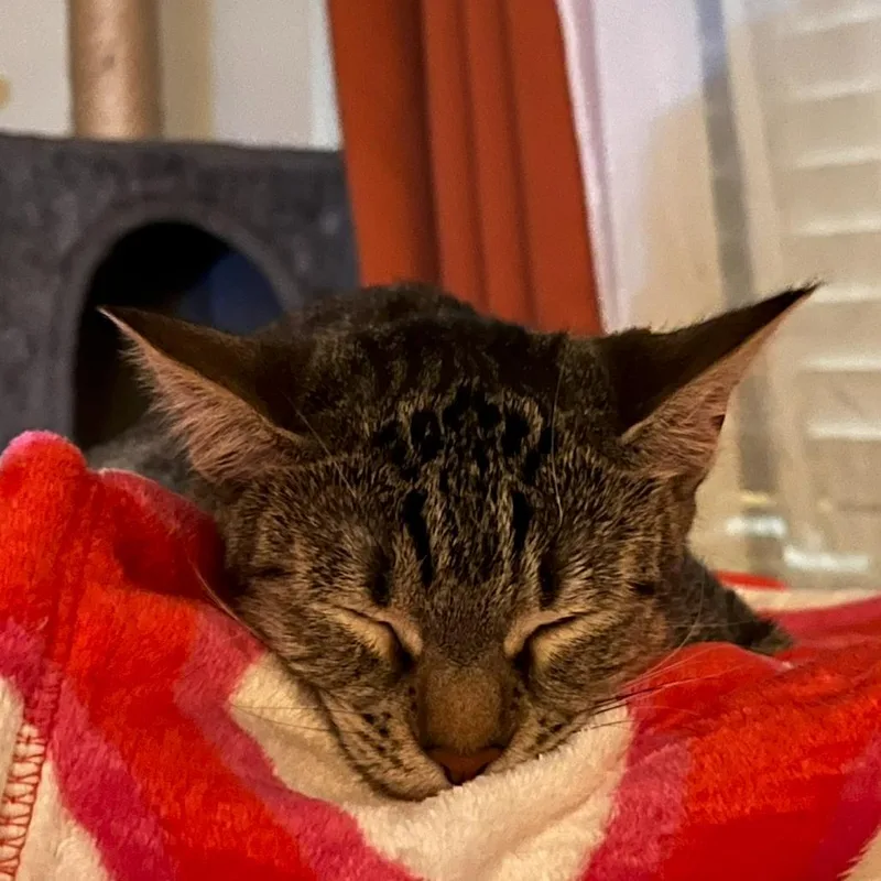 A young medium-sized female Brown / Chocolate Domestic Short Hair cat named Xena for adoption in Los Angeles, CA