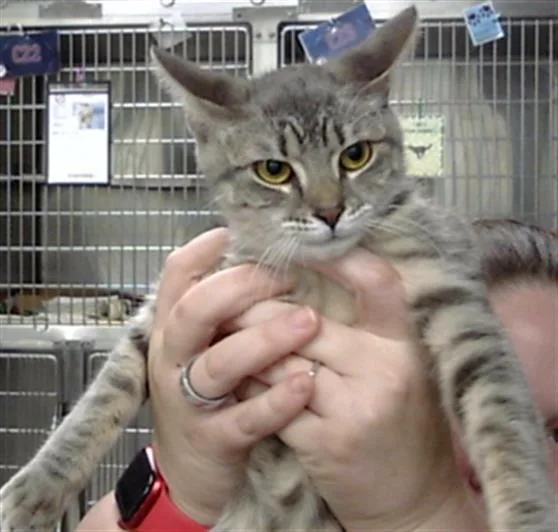A young medium-sized female Domestic Short Hair cat named A for adoption in Pasadena, TX