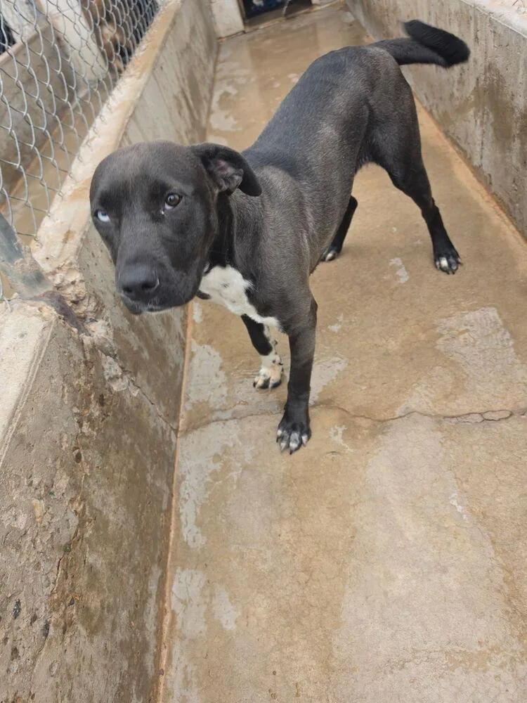 A baby medium-sized female Black Pit Bull Terrier dog named Baby Girl for adoption in Gig Harbor, WA