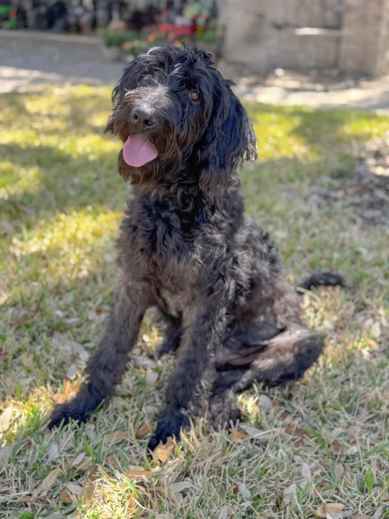 An adult large-sized male Labrador Retriever dog named Hank for adoption in Helotes, TX