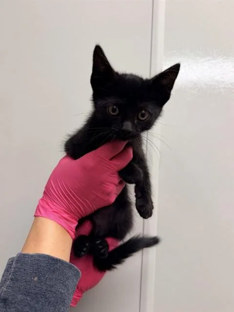 A baby small-sized female Domestic Short Hair cat named Peggy for adoption in Ontario, CA