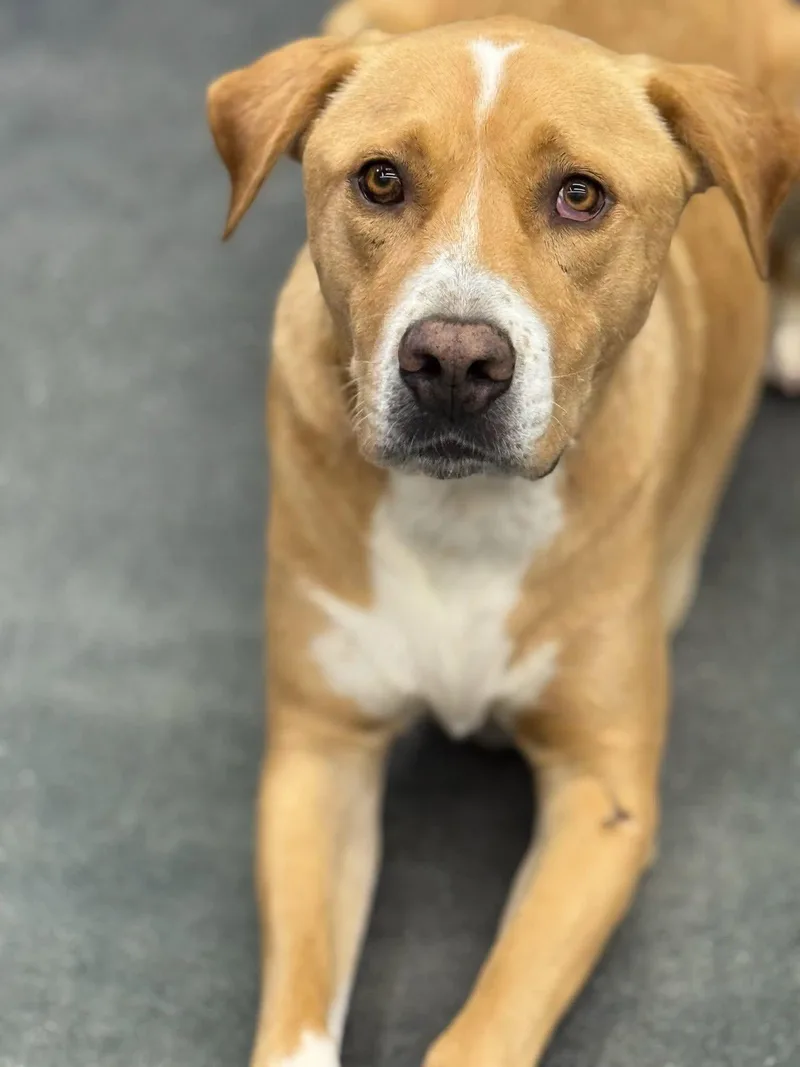 An adult large-sized male Yellow Labrador Retriever dog named Urgent Rebel for adoption in Anza, CA