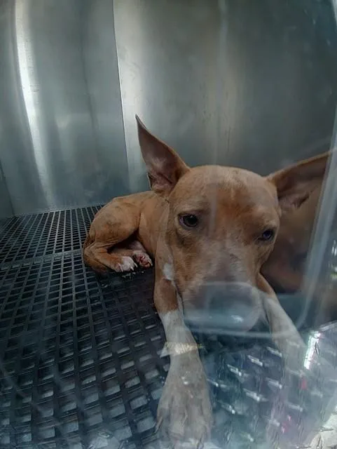 A young medium-sized male American Staffordshire Terrier dog named Luke for adoption in Fort Lauderdale, FL