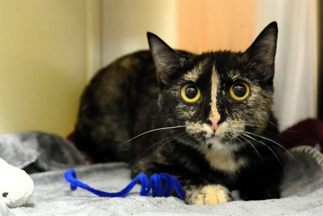 A young medium-sized female Domestic Short Hair cat named Pepper for adoption in Colorado Springs, CO
