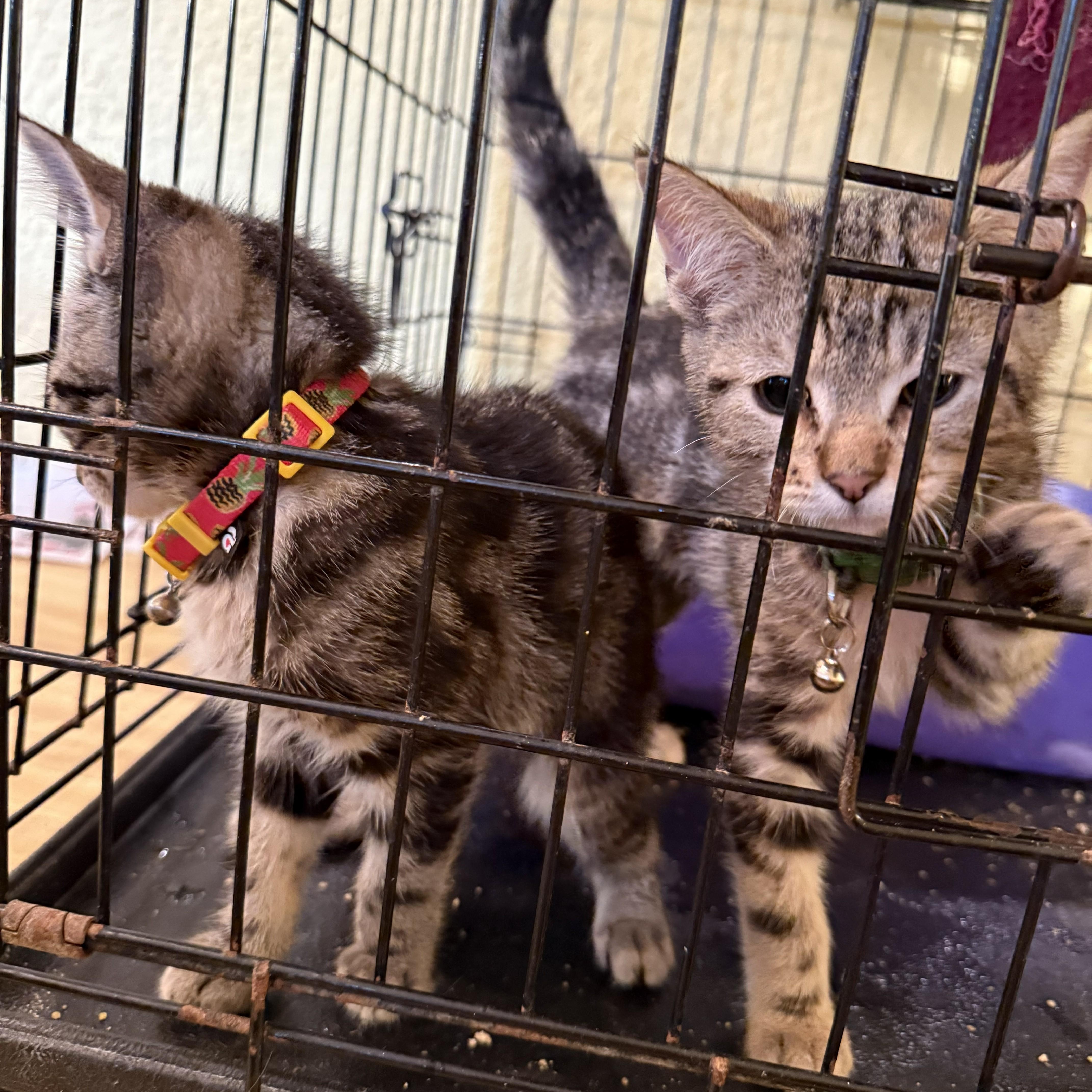 A young medium-sized female Tabby (Gray / Blue / Silver) Domestic Short Hair cat named Frick for adoption in West Orange, NJ